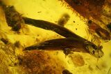 Two Fossil Leaves, Isopod, and Moss in Baltic Amber #207528-3